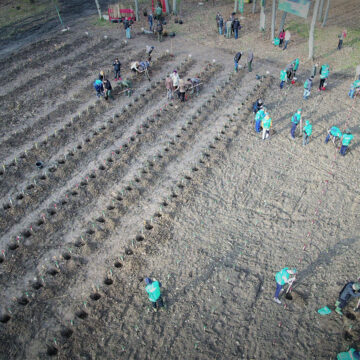 Ministrul Mediului: Se fac pregătiri pentru cea mai amplă campanie de împădurire din România Ministrul Mediului: Se fac pregătiri pentru cea mai amplă campanie de împădurire din România